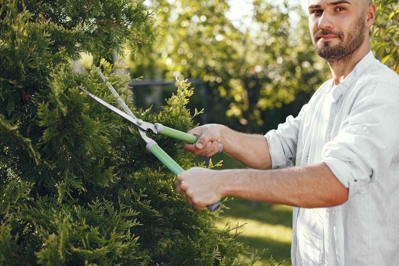 Best Tree Disease Treatment  in USA